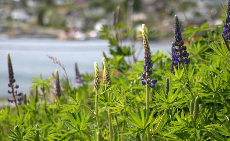 Lupine flowers photo by Travel Photographer