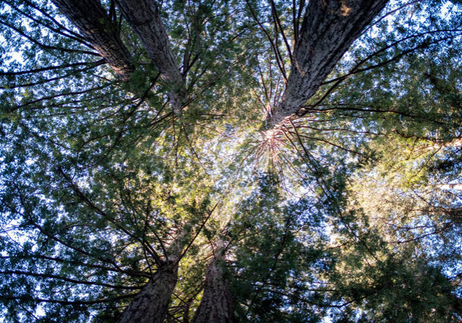 Looking up into trees photo by Matt Bango