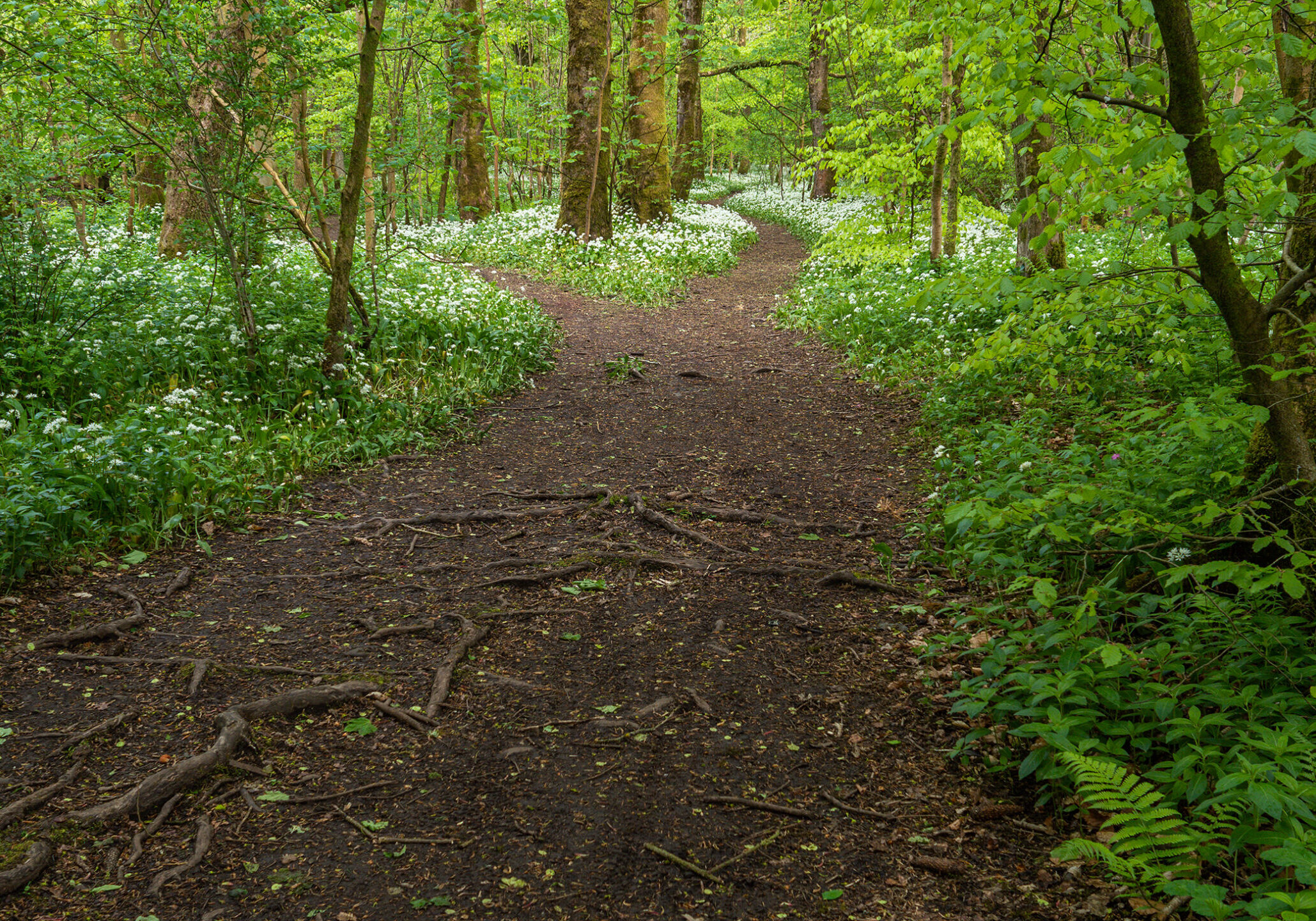 Wild garlic flowering in spring woodland in Scotland at a junction in the forest path