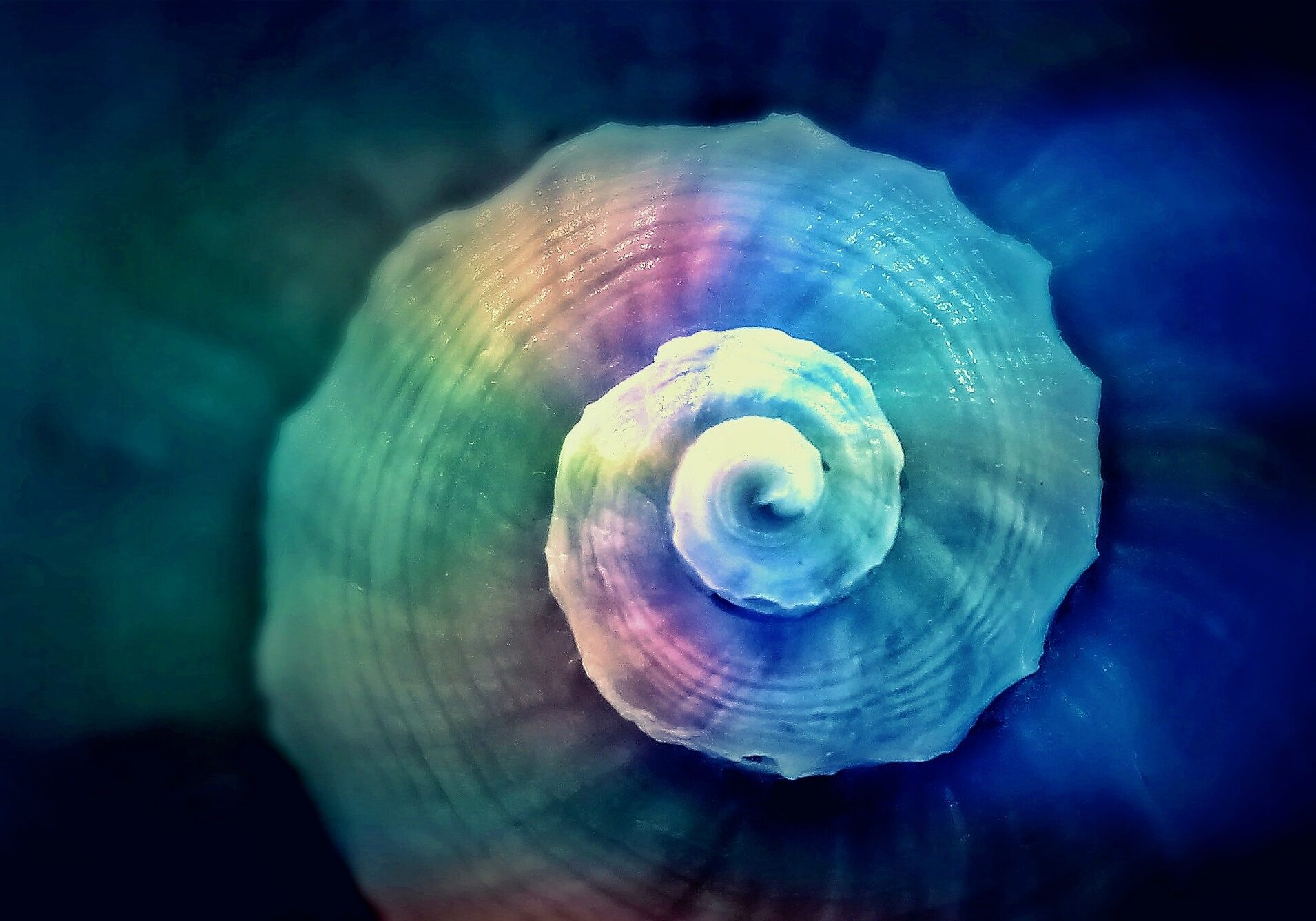 Luminescent shell spiral by Anja